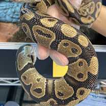 Thumbnail photo of Smalls #1