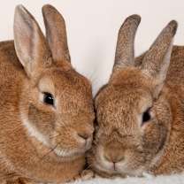 Thumbnail photo of Honda / Laguna #1