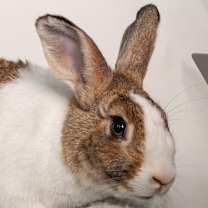 Thumbnail photo of Mocha #1