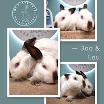 Thumbnail photo of Boo & Lou (Bonded) #2