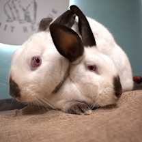 Thumbnail photo of Boo & Lou (Bonded) #3
