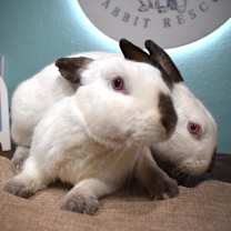 Thumbnail photo of Boo & Lou (Bonded) #4