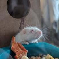 Thumbnail photo of Bert #1