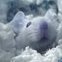 Thumbnail photo of Jasper #3