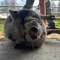 Thumbnail photo of Maggie #4