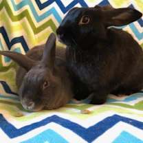 Thumbnail photo of Thelma (bonded to Louise) #1