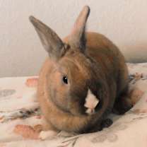 Thumbnail photo of Tango #1