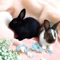 Thumbnail photo of Ganache (bonded to Pismo) #1