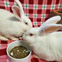 Thumbnail photo of Cloud (bonded to Casper) #1