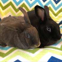 Thumbnail photo of Thelma (bonded to Louise) #2