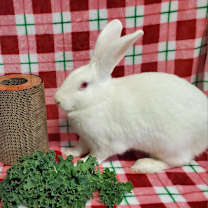 Thumbnail photo of Cloud (bonded to Casper) #2