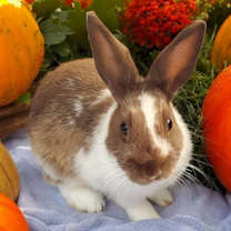 Thumbnail photo of Ganache (bonded to Pismo) #2