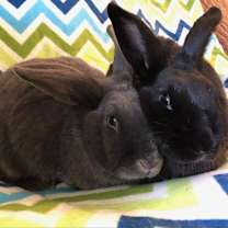 Thumbnail photo of Thelma (bonded to Louise) #3