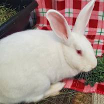 Thumbnail photo of Cloud (bonded to Casper) #3