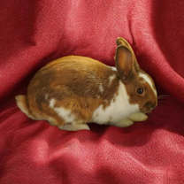 Thumbnail photo of Ganache (bonded to Pismo) #3