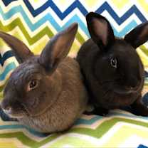 Thumbnail photo of Thelma (bonded to Louise) #4