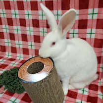 Thumbnail photo of Cloud (bonded to Casper) #4