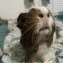 Thumbnail photo of Leo #1