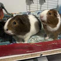 Thumbnail photo of Leo #2