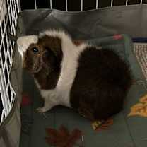 Thumbnail photo of George #2