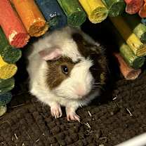 Thumbnail photo of George #3