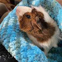 Thumbnail photo of George #4