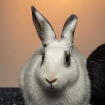 Thumbnail photo of Salt (bonded with Pepper) #1