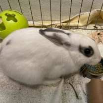 Thumbnail photo of Salt (bonded with Pepper) #3