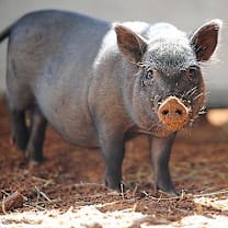 Thumbnail photo of Jubilee #3