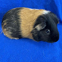 Thumbnail photo of Sparkles (bonded with Humphrey) #1