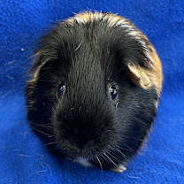 Thumbnail photo of Sparkles (bonded with Humphrey) #2