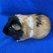Thumbnail photo of Sparkles (bonded with Humphrey) #3