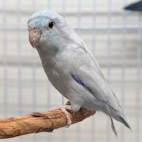 Thumbnail photo of Zeus #1