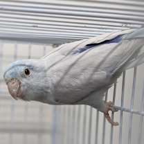 Thumbnail photo of Zeus #2