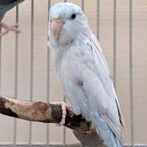 Thumbnail photo of Zeus #3