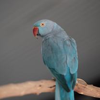 Thumbnail photo of Delilah #1