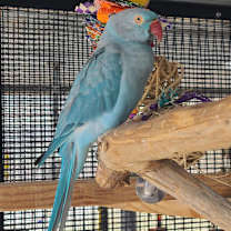 Thumbnail photo of Delilah #2