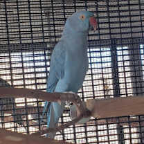 Thumbnail photo of Delilah #3