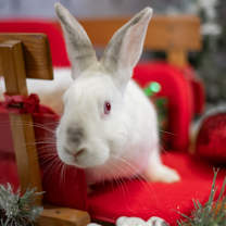 Thumbnail photo of Bailey (resident for over 1 year) #1