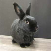 Thumbnail photo of Licorice #1