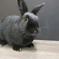Thumbnail photo of Licorice #2