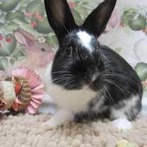 Thumbnail photo of Tangelo #1