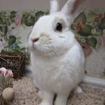 Thumbnail photo of Milo (pending) #1