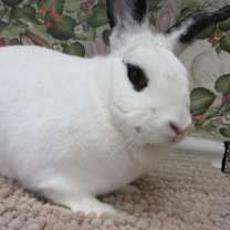 Thumbnail photo of Duke (pending) #2
