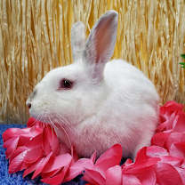 Thumbnail photo of Bailey (resident for over 1 year) #3