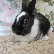 Thumbnail photo of Tangelo #2