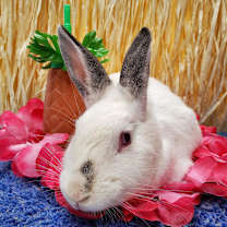 Thumbnail photo of Mirabel (resident for over 1 year) #2
