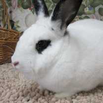 Thumbnail photo of Duke (pending) #3