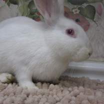 Thumbnail photo of Bailey (resident for over 1 year) #4