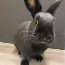 Thumbnail photo of Licorice #4
